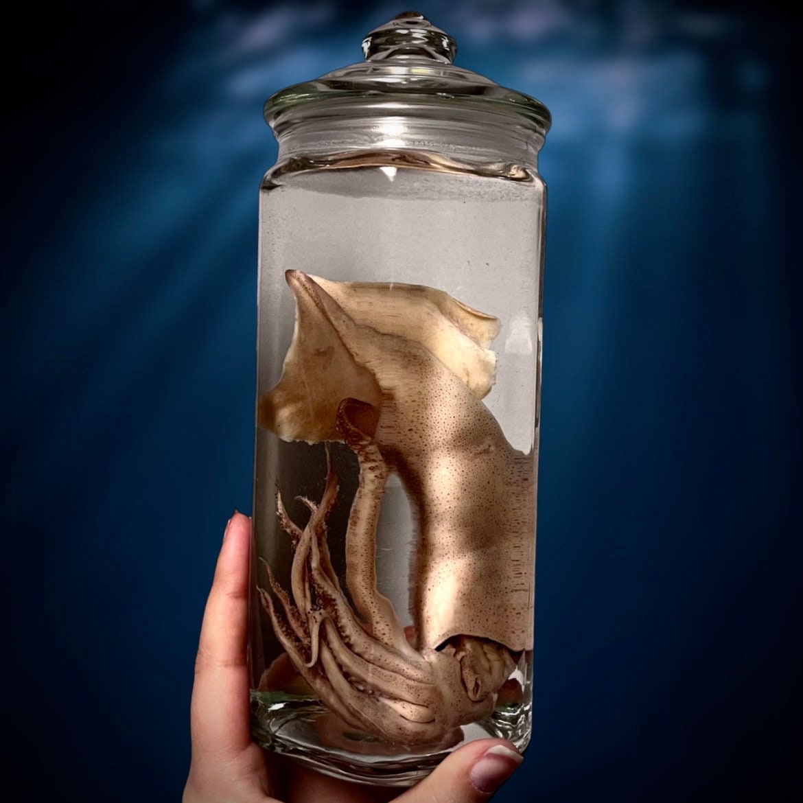 Preserved Animals in Jars - Etsy Preserved Animals in Jars - Etsy