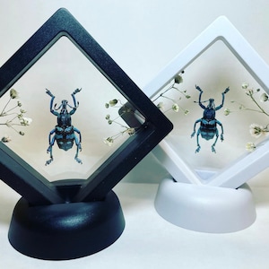 May include: Two framed insect displays. One frame is black, the other white. Each contains a blue beetle specimen and delicate white flowers. The frames are diamond-shaped and sit on matching bases.
