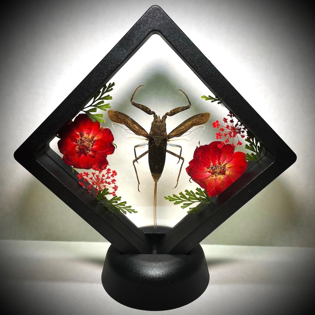 XL Floating Large Water Scorpion Taxidermy - Curated Flower Display - Entomology Art - Scientific Specimen - Oddities and Curiosities