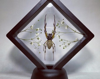 Taxidermia de araña flotante XL - Especies variadas