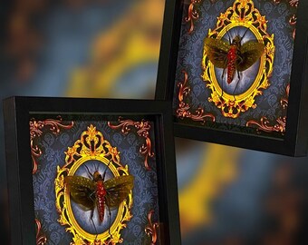 Saltamontes negro y naranja disecado enmarcado - Aularches punctatus - PERSONALIZADO - Decoración gótica para el hogar