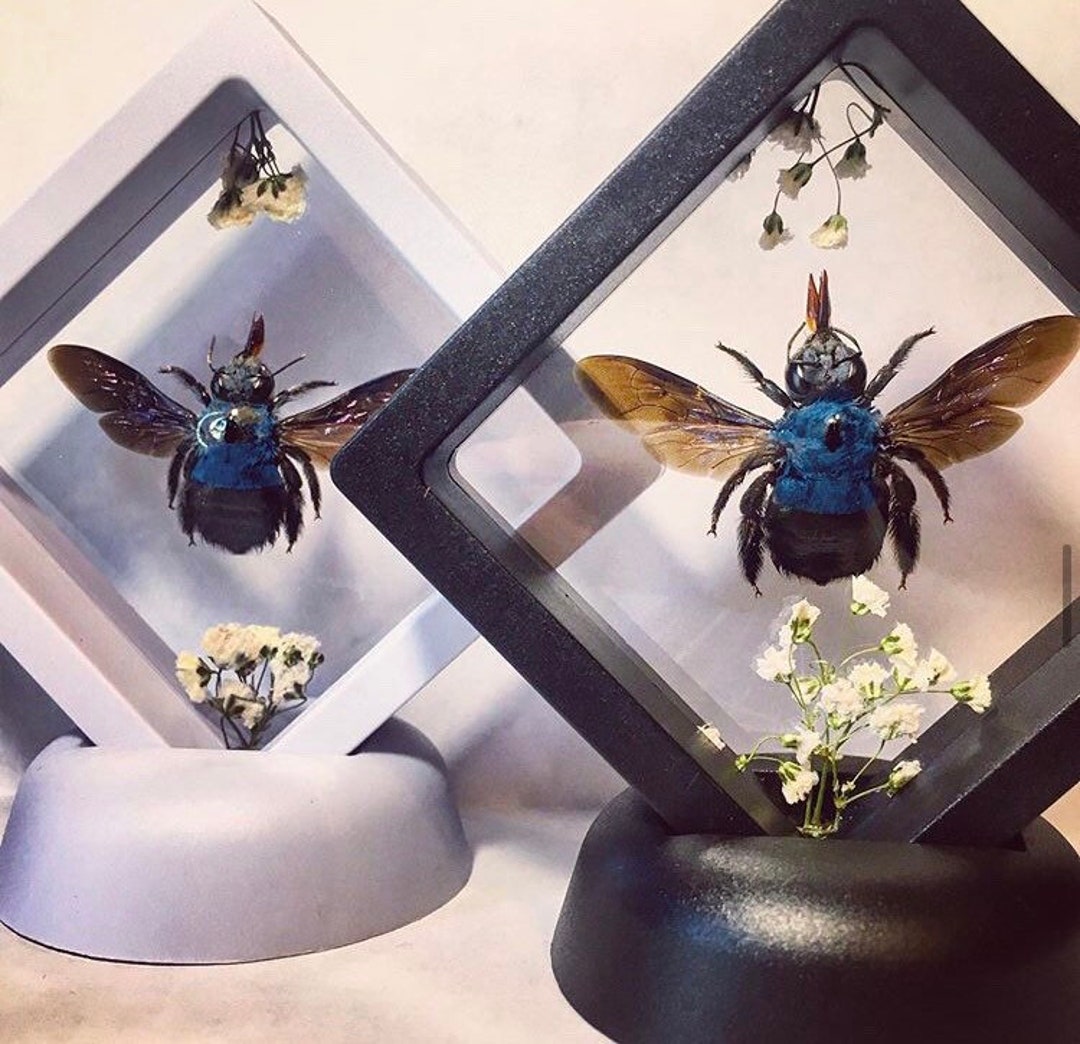 Floating Blue Carpenter Bee Taxidermy