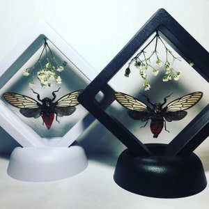 May include: Two framed insect displays. One is in a white frame, the other in a black frame. Each frame contains a cicada with a red abdomen and white and brown wings, along with small white flowers. The frames are square and sit on a white surface.