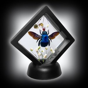 Flytande blått snickarbi taxidermi