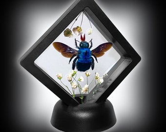 Floating Blue Carpenter Bee Taxidermy