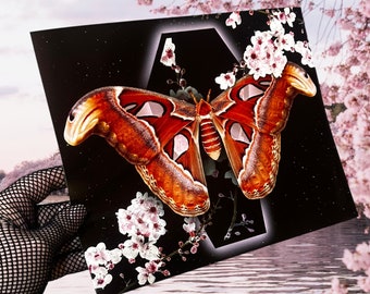 PRINT - Atlas Moth - Cherry Blossom Coffin - Gothic Home Decor Art Print - Fine Art Photography Print Decor