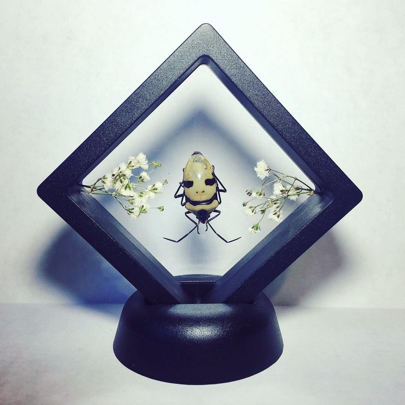 Floating Human Skull Beetle Taxidermy - Eucorysses grandis