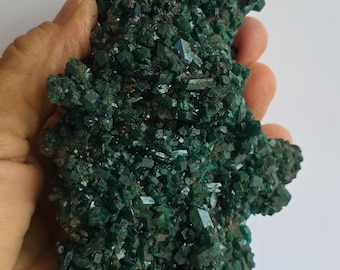 Puede incluir: Un racimo de cristales de dioptasa de color verde bosque profundo con una forma irregular y dentada. El espécimen mineral presenta numerosos cristales prismáticos pequeños, afilados y translúcidos, y una mancha de matriz amarilla.