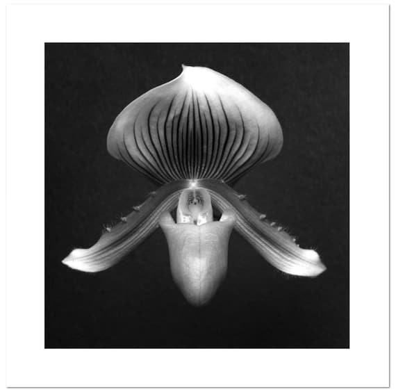 Resultado de imagen de fotos gratis mapplethorpe