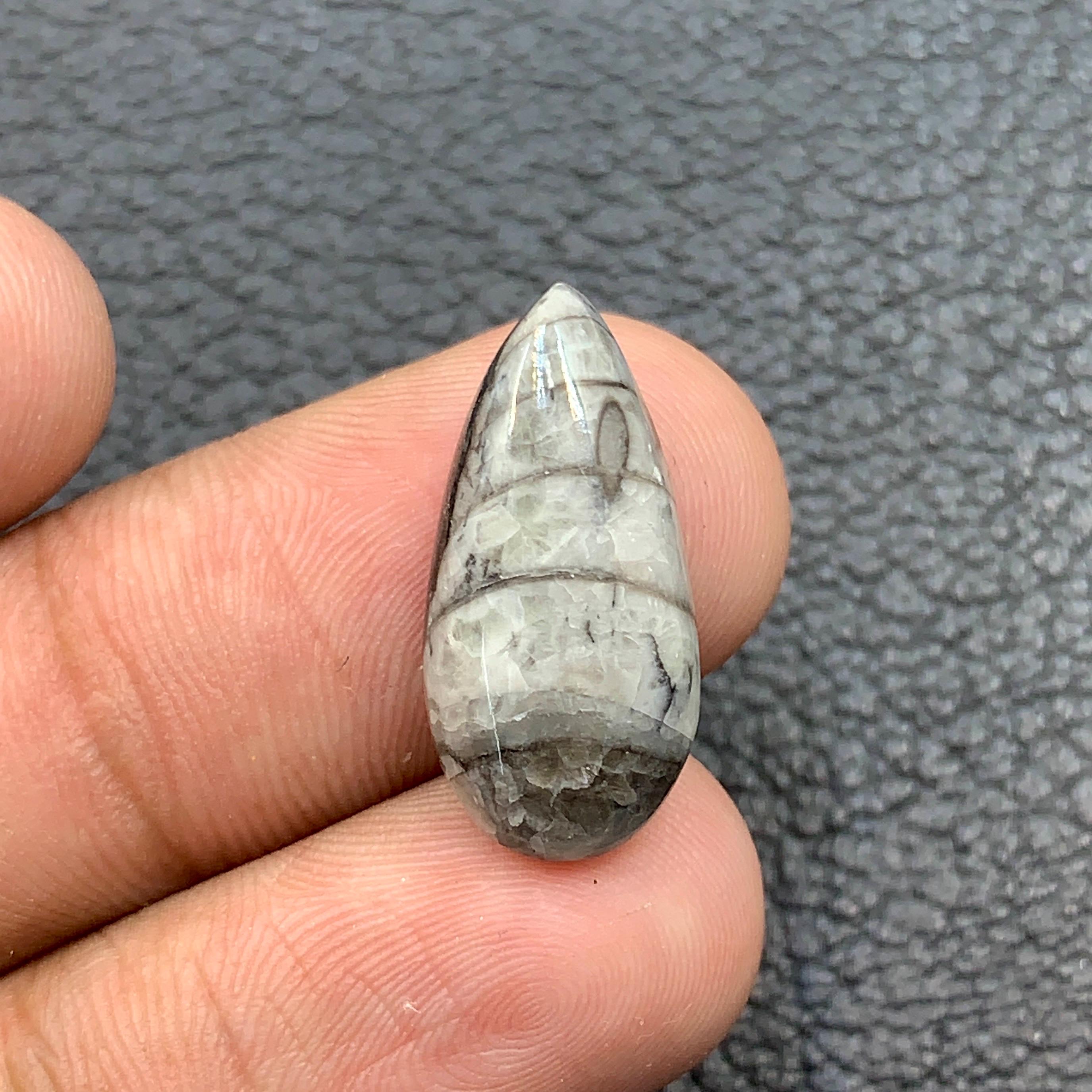 オルソセラス化石カボション、化石魚、化石アンモナイト、三葉虫化石
