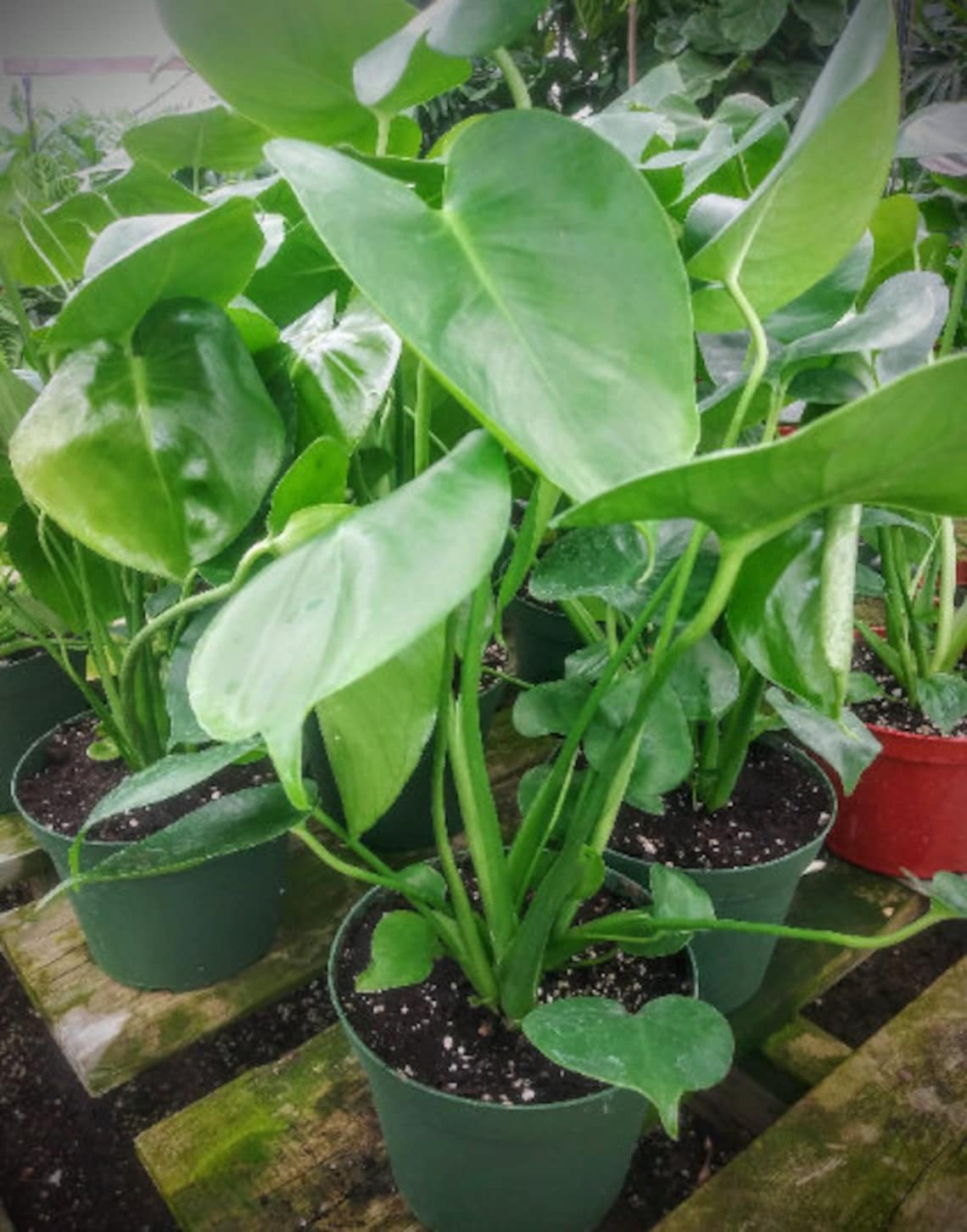 Baby Monstera Deliciosa Swiss Cheese Plant babies 4 Etsy