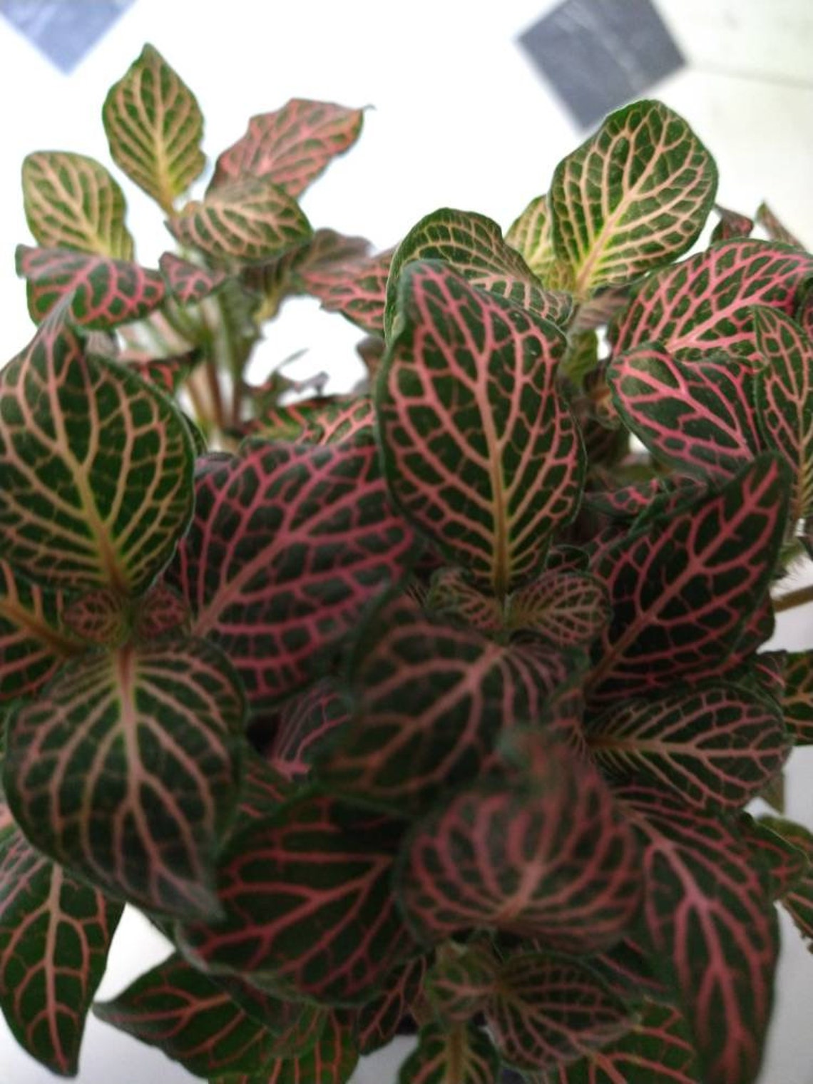 Pink Angel Veined Nerve Plant Fittonia 4 Pot Etsy