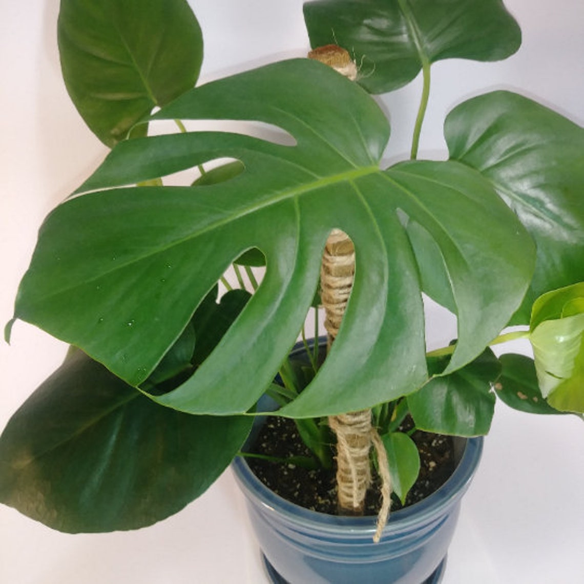 Baby Monstera Deliciosa Swiss Cheese Plant babies 4 Etsy