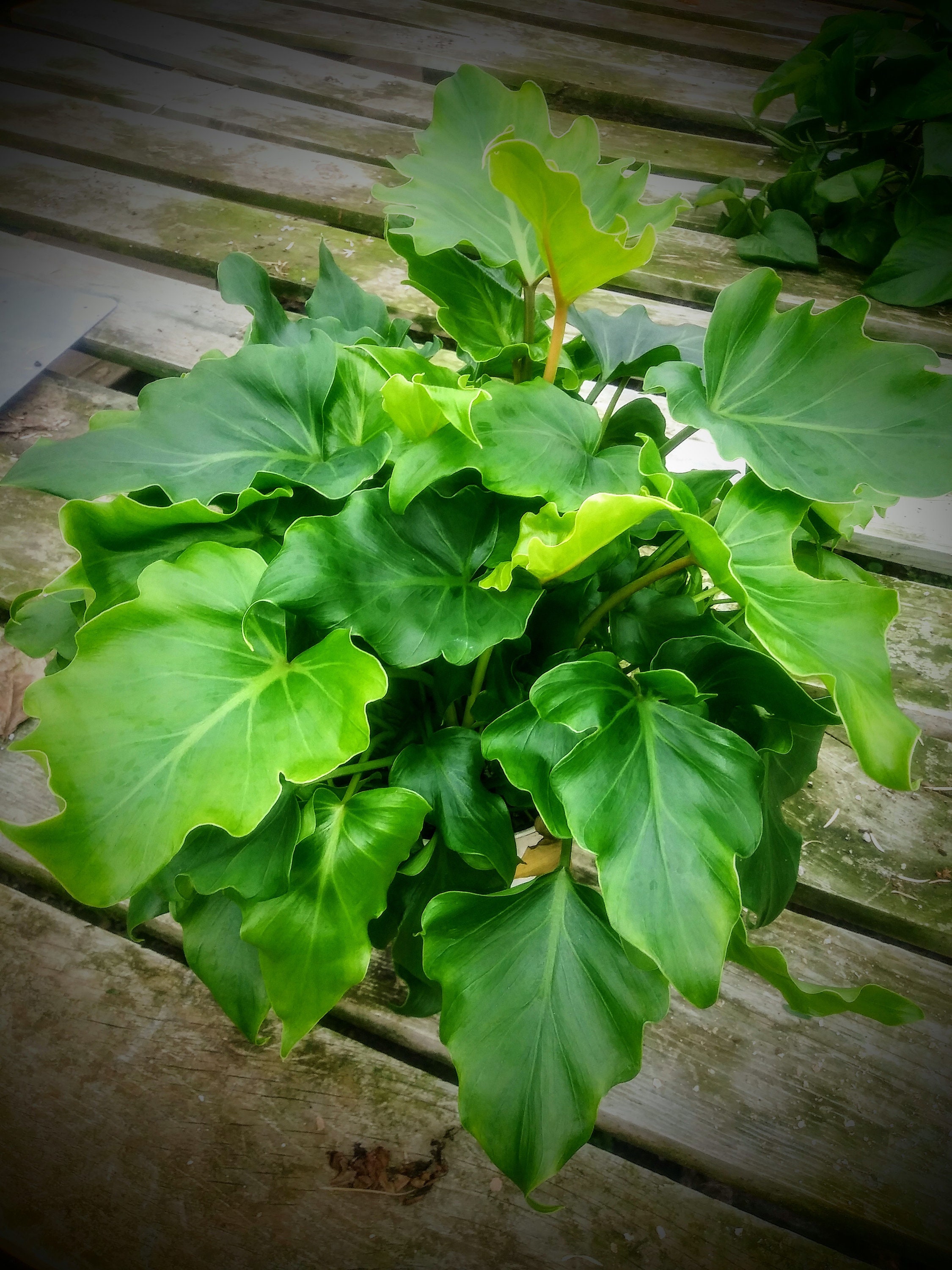 Philodendron Little Hope Mini Hope Full 6 Live Etsy