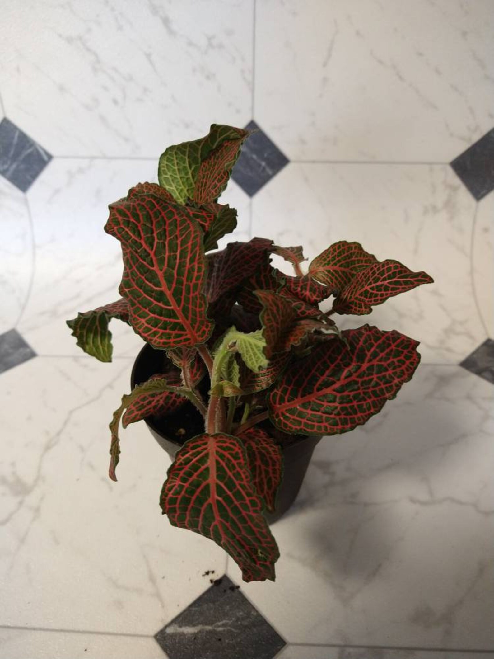 Red Anne Veined Nerve Plant Fittonia 4 Pot Etsy