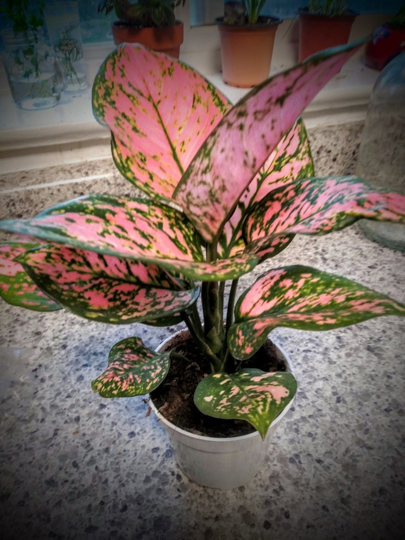 Chinese Evergreen Lady Valentine Aglaonema Indoor Live ...