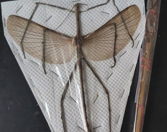2 giant stick insects for pinning