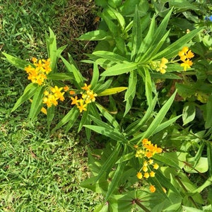 Silky Gold Tropical Milkweed Seeds