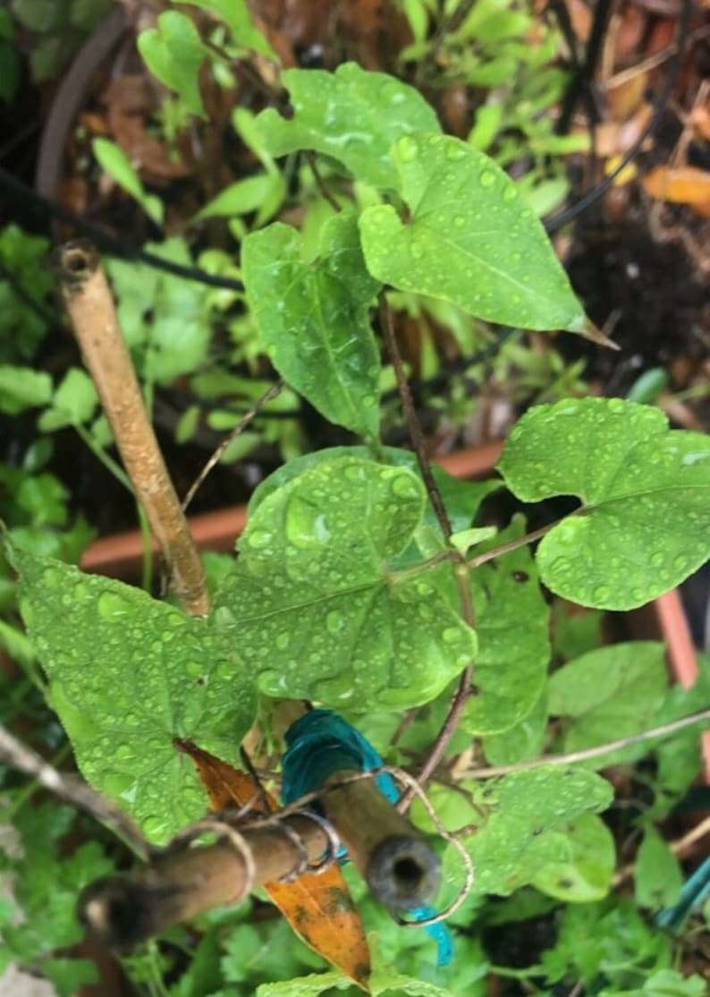 Honeyvine Milkweed Seeds Etsy