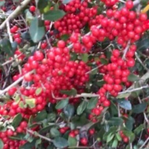 Yaupon  Holly Tree Seeds