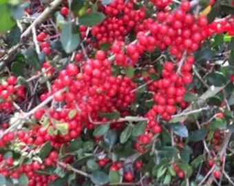 Yaupon  Holly Tree Seeds