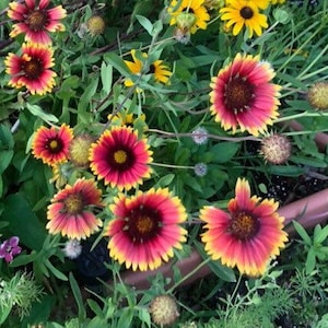 Blanket Flower-Gaillardia