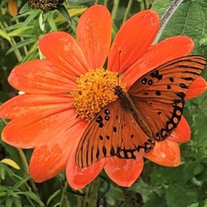 Tithonia (Mexican Sunflower) seeds