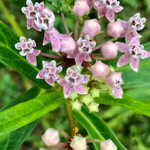 Pink Swamp (Asclepias Incarnata) Milkweed seeds