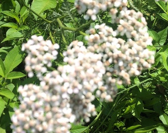 White Swamp Milkweed Seeds