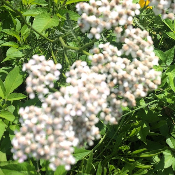 White Swamp Milkweed Seeds