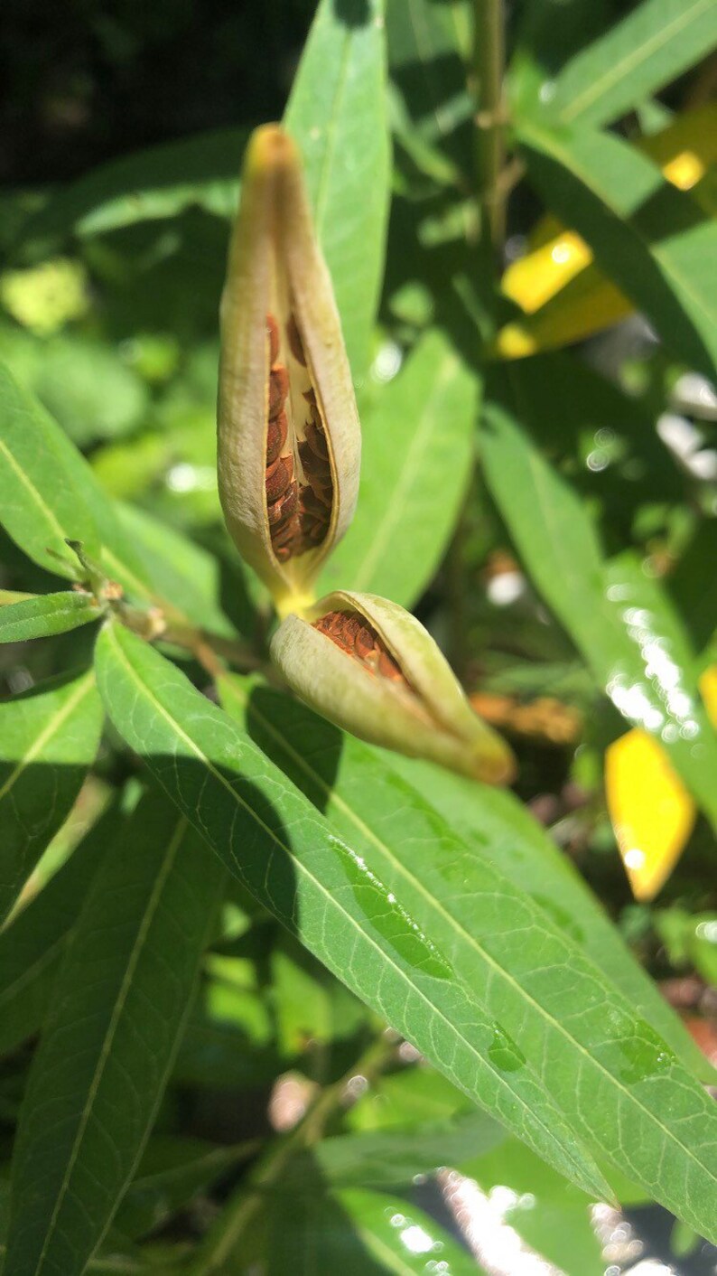 Tropical Milkweed Seeds Etsy