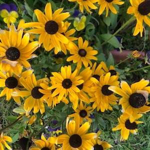 Rudbeckia Black-Eyed Susan seeds
