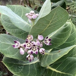 Milkweed Calotropis Procera Asclepias Seeds