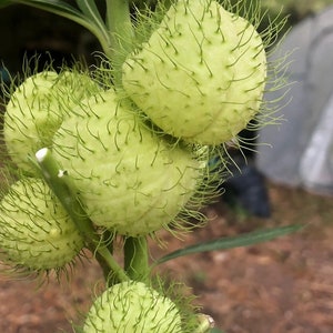 Balloon Milkweed seeds(Gomphocarpus physocarpus)