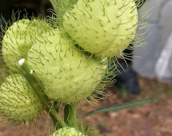 Hairy Balls Hairyballs Milkweed Seeds, Gomphocarpus Physocarpus Giant ...