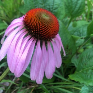 Purple Coneflower (Echinacea purpurea)
