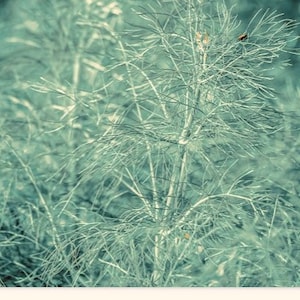 Fennel (Foeniculum Vulgara Florence) Seeds