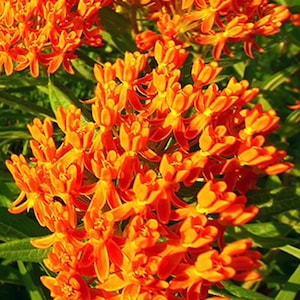 May include: A close-up of a cluster of bright orange butterfly weed flowers. The flowers are in full bloom and have a delicate, star-shaped appearance.