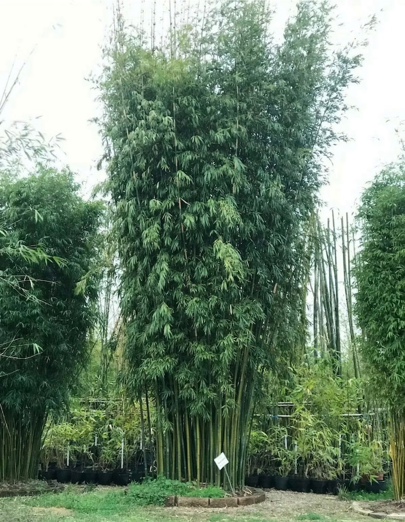 Plants Seeds And Bulbs Home And Garden Bamboo Tall Large Privacy Screen