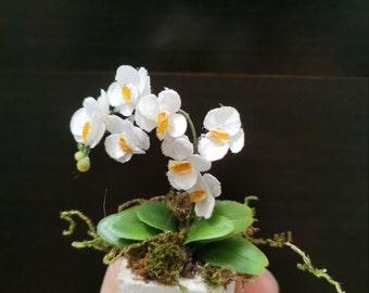 Miniature Orchid, Fanelopis with white flowers miniature, Dollhouse flowers miniature 1 12 scale, flower gift, Decor for dollhouse