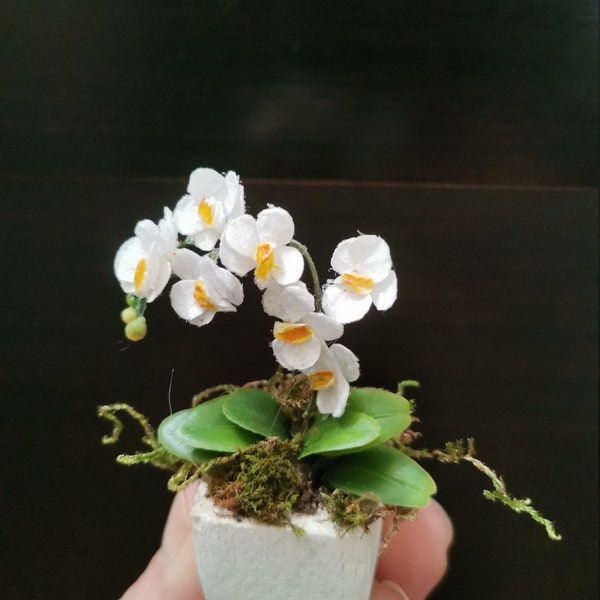 Miniature Orchid, Fanelopis with white flowers miniature, Dollhouse flowers miniature 1 12 scale, flower gift, Decor for dollhouse