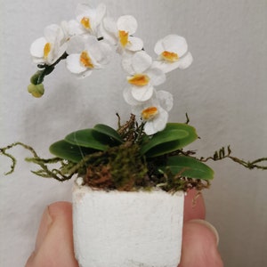 Miniature Orchid, Fanelopis with white flowers miniature, Dollhouse flowers miniature 1 12 scale, flower gift, Decor for dollhouse image 2