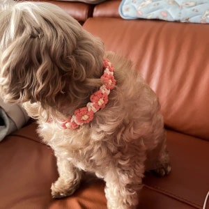 May include: A small, brown and white dog wearing a pink and white crocheted flower collar.