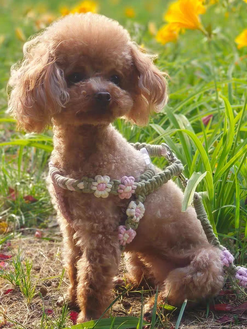 May include: A small, brown poodle wearing a green and pink floral dog harness. The dog is sitting in a grassy area with yellow flowers in the background.