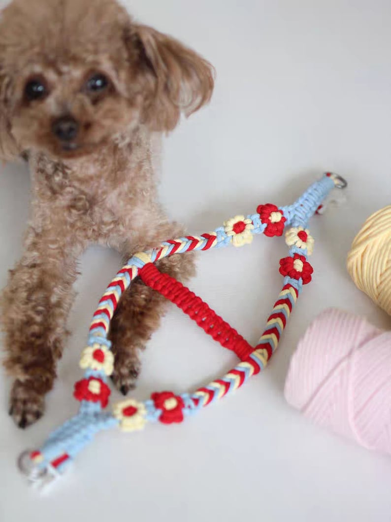 May include: A blue, yellow, and red braided dog harness with flower accents. The harness is made of woven yarn and has a metal clasp.