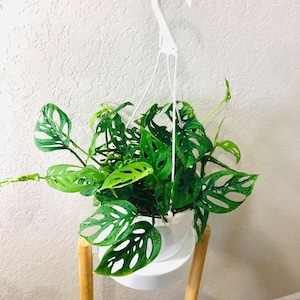 SALE! Monstera Adansonii Swiss Cheese Plant, Live Monstera Indoor Plant, Rare Houseplant, Live Monstera Swiss Cheese Plants, Indoor Plants