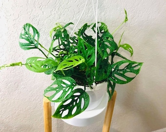 SALE! Monstera Adansonii Swiss Cheese Plant, Live Monstera Indoor Plant, Rare Houseplant, Live Monstera Swiss Cheese Plants, Indoor Plants