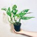 HUGE SALE!! Monstera Adansonii Plants, Monstera Swiss Cheese Plants, Live Plant, Indoor Plant, Houseplant, Rare Plants, Live Potted Plants 