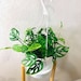 HUGE SALE!! Monstera Adansonii Plants, Monstera Swiss Cheese Plants, Live Plant, Indoor Plant, Houseplant, Rare Plants, Live Potted Plants 