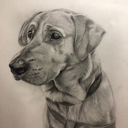 Custom Pet orders Portrait Pencil Drawing, Custom Pet Drawing, Pencil Drawing, Graphite